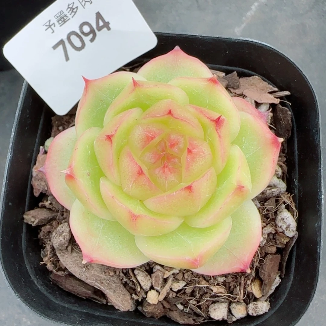 金辉珍妮，7096多肉植物