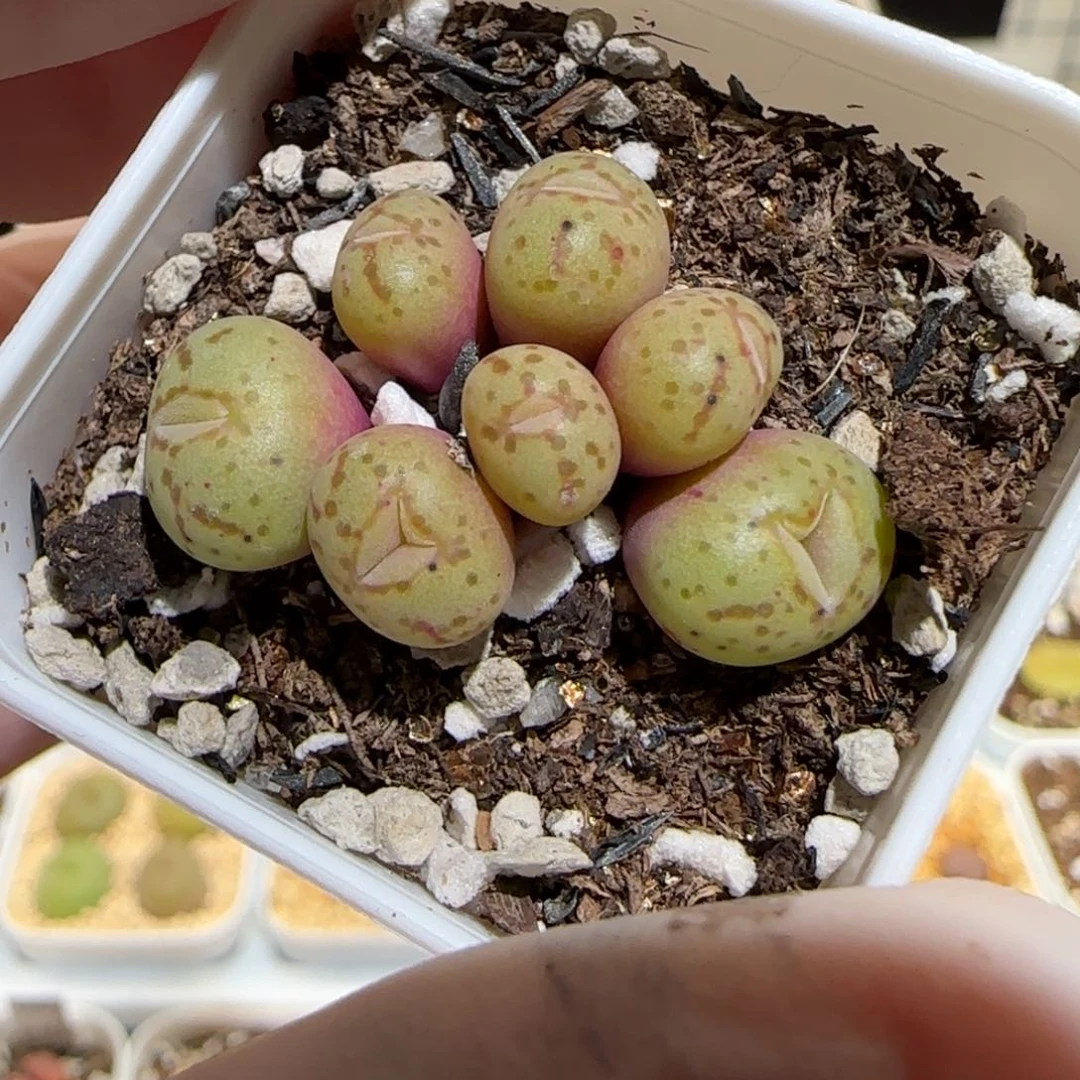 K肉锥多肉植物百科31-1355