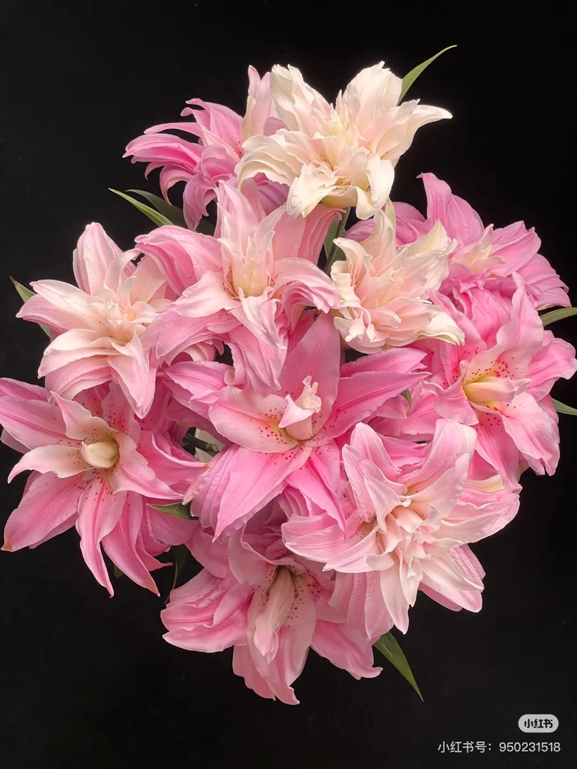 8号黛安娜重瓣百合多头好花，我要买我不售后