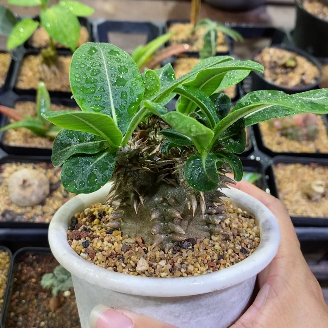 【闪购商品】惠比大黑
