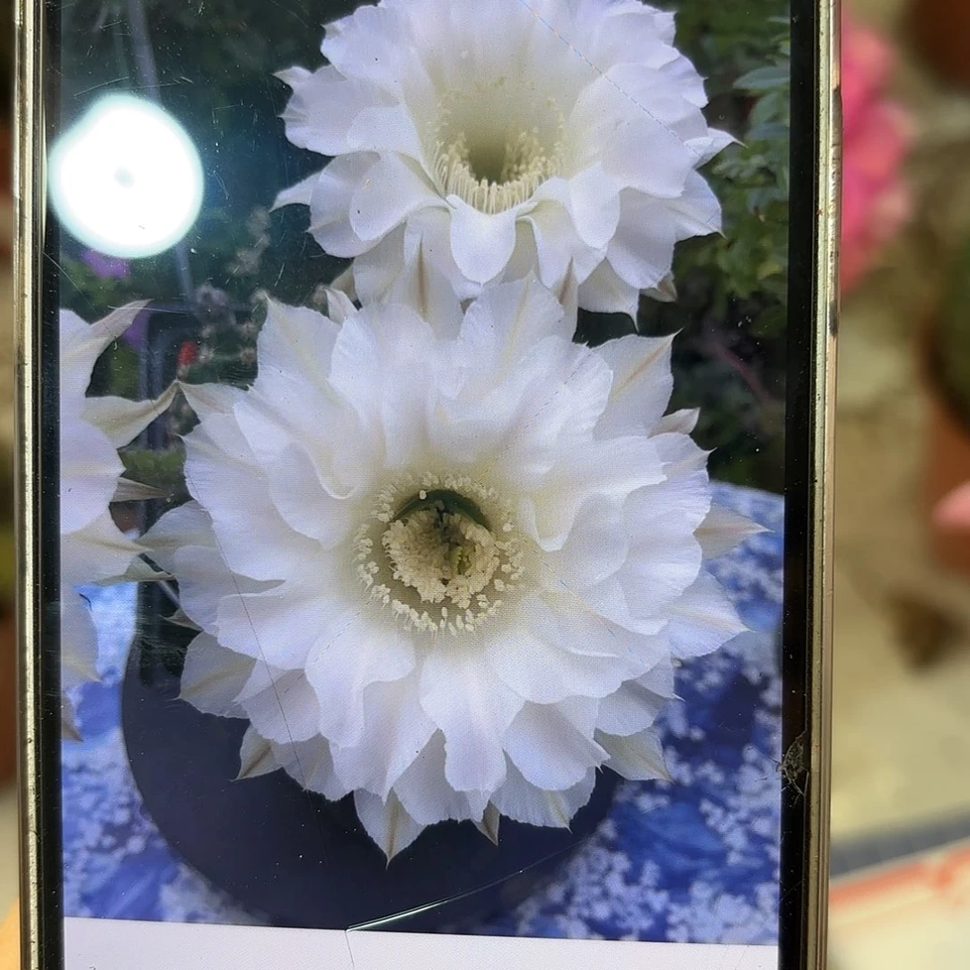 彩草天使7-8公分左右