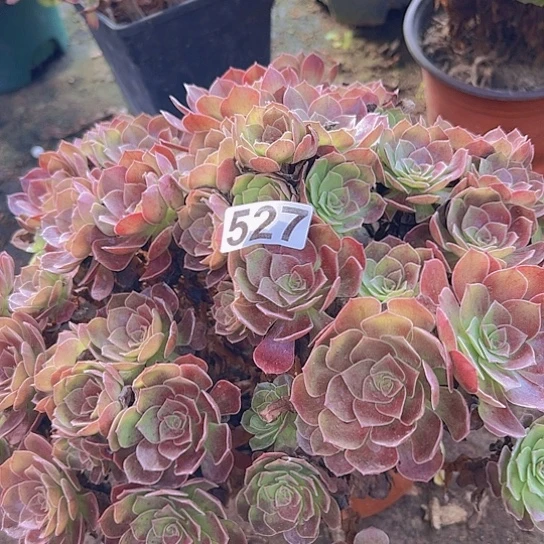 右***豆多肉植物一个荷兰玫瑰