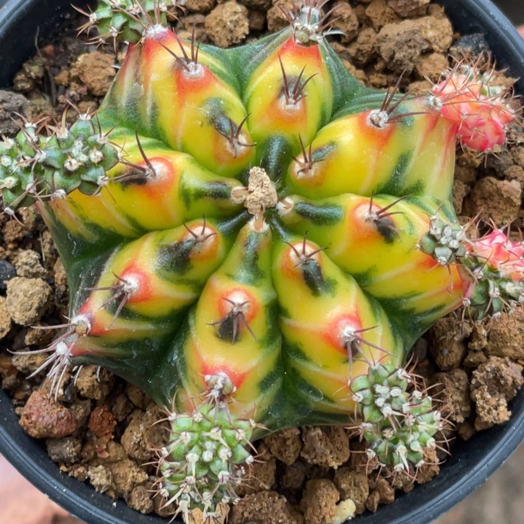 当前无花朵，栽培后可花朵黄金甲