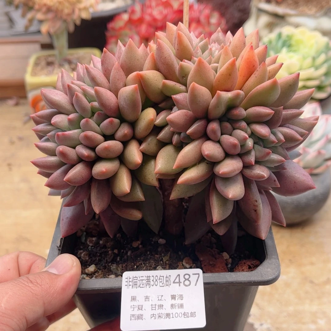 487桃花源缀实生苗