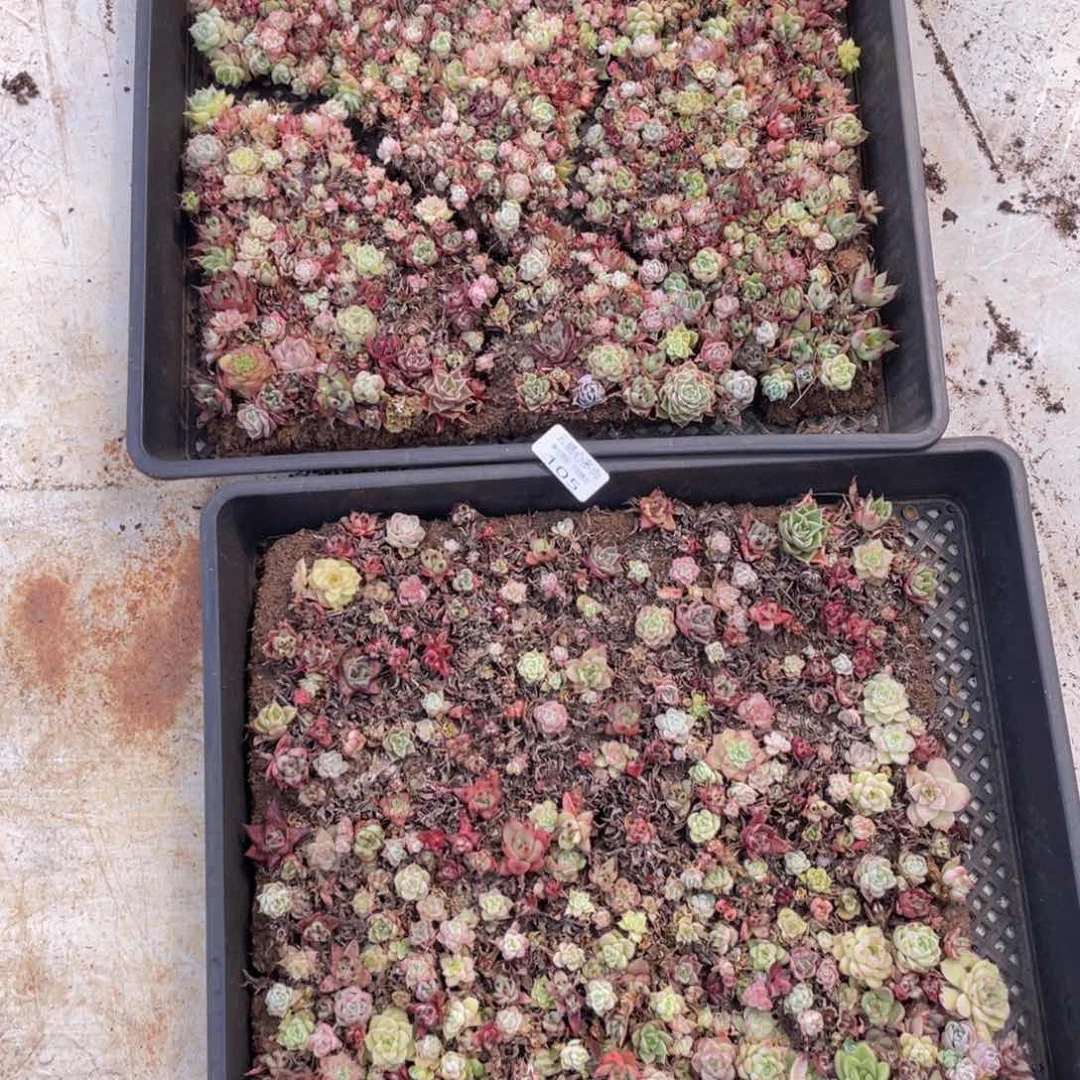 云糖心多肉植物105