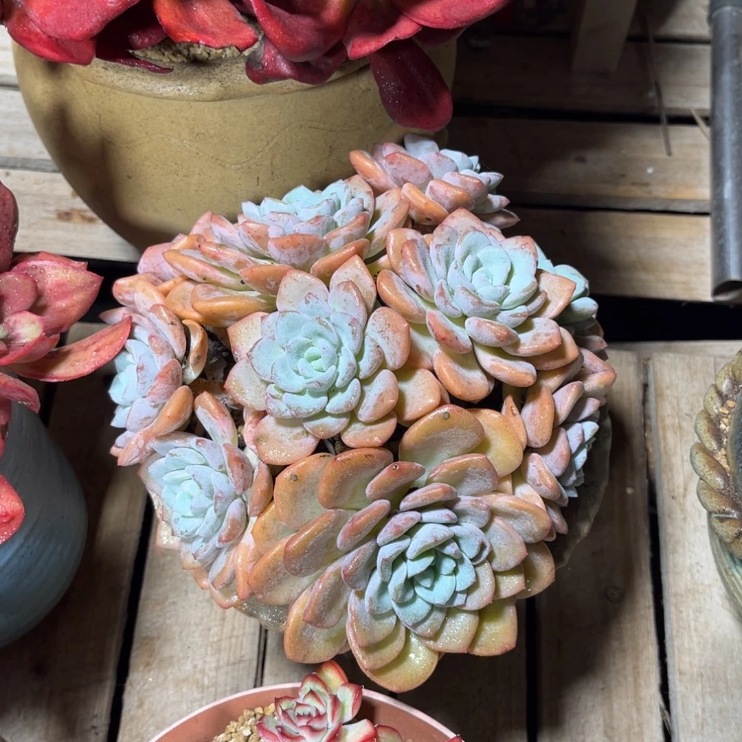 香雪海多肉植物rufayu