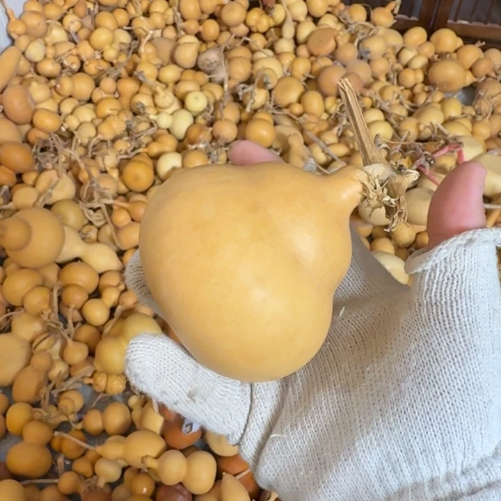 葫芦葫芦福利价格不退不换