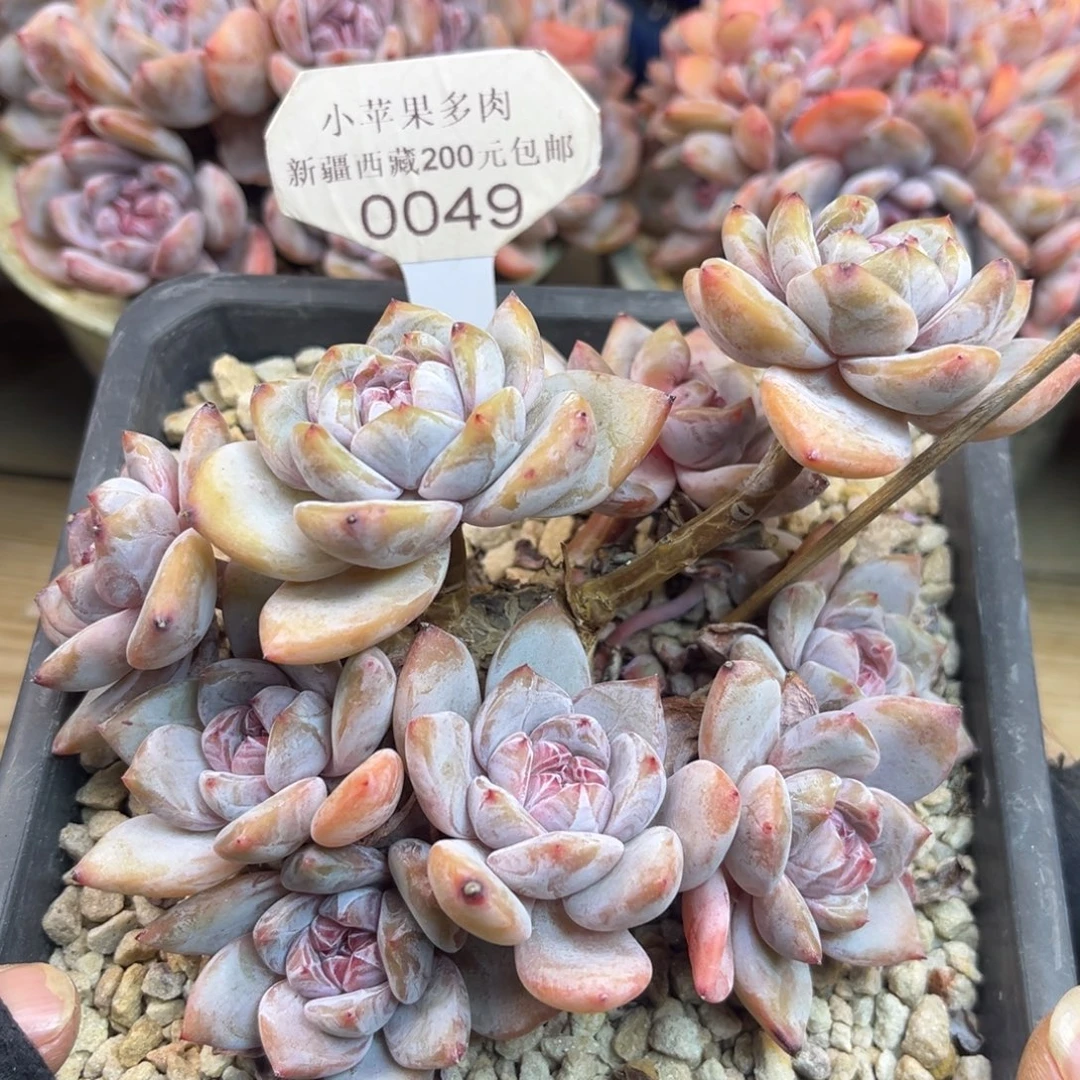 黄底紫心049/12cm9头