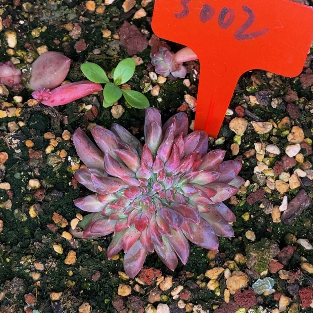 3002号晚上多肉植物群生多肉