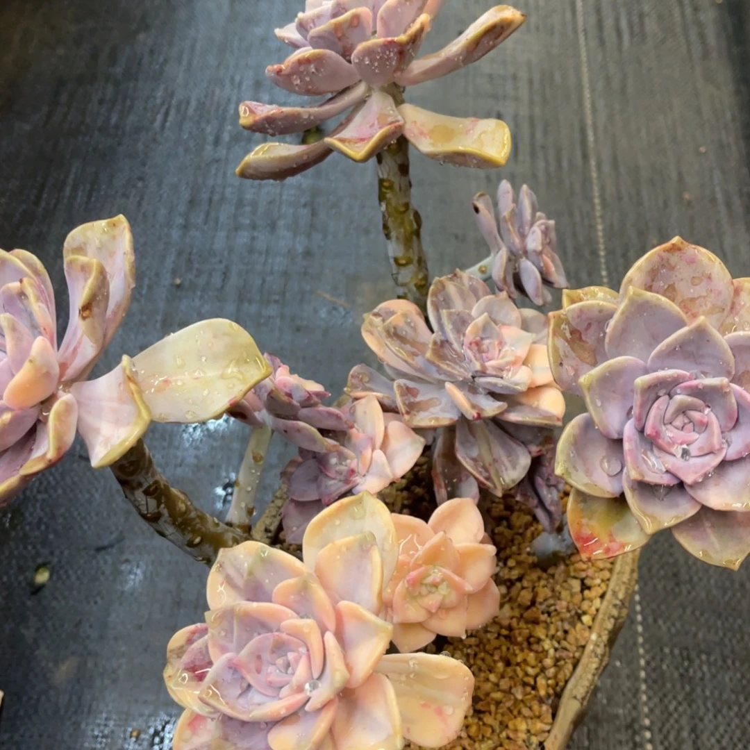 @****86868686688686686886