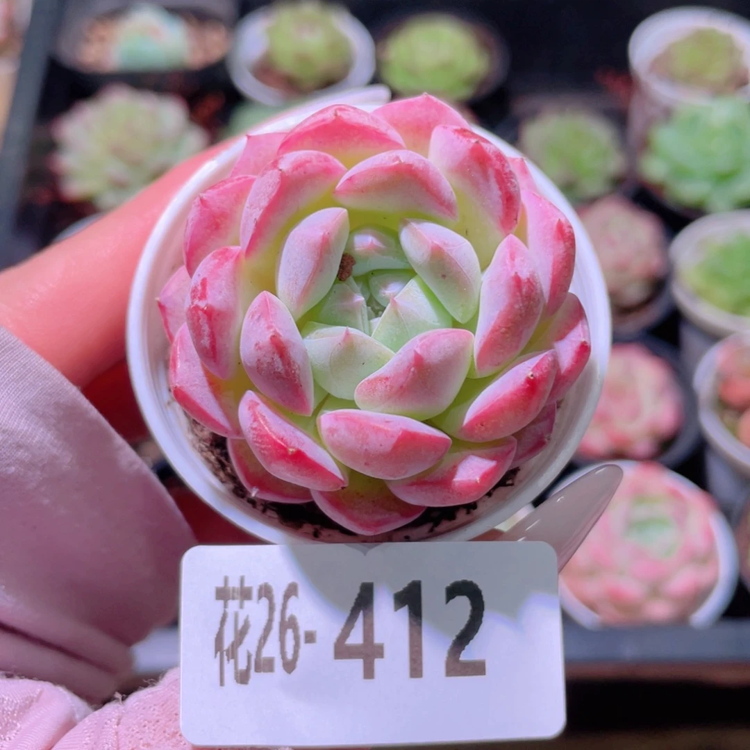 花利美26-412新品