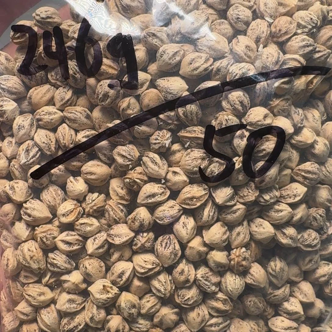 柏香籽/百香籽吊坠目*