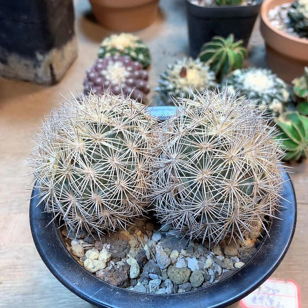 自根顶花海胆