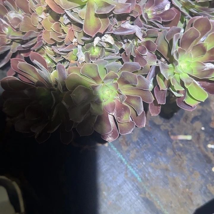 涵***欣一物一拍侧枝不包176