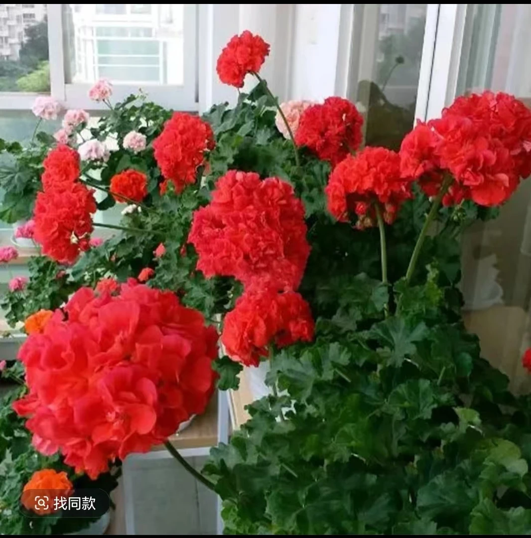 【劳拉阿尔法-半兽系】红色重瓣，季节原因，介意黄叶勿拍。