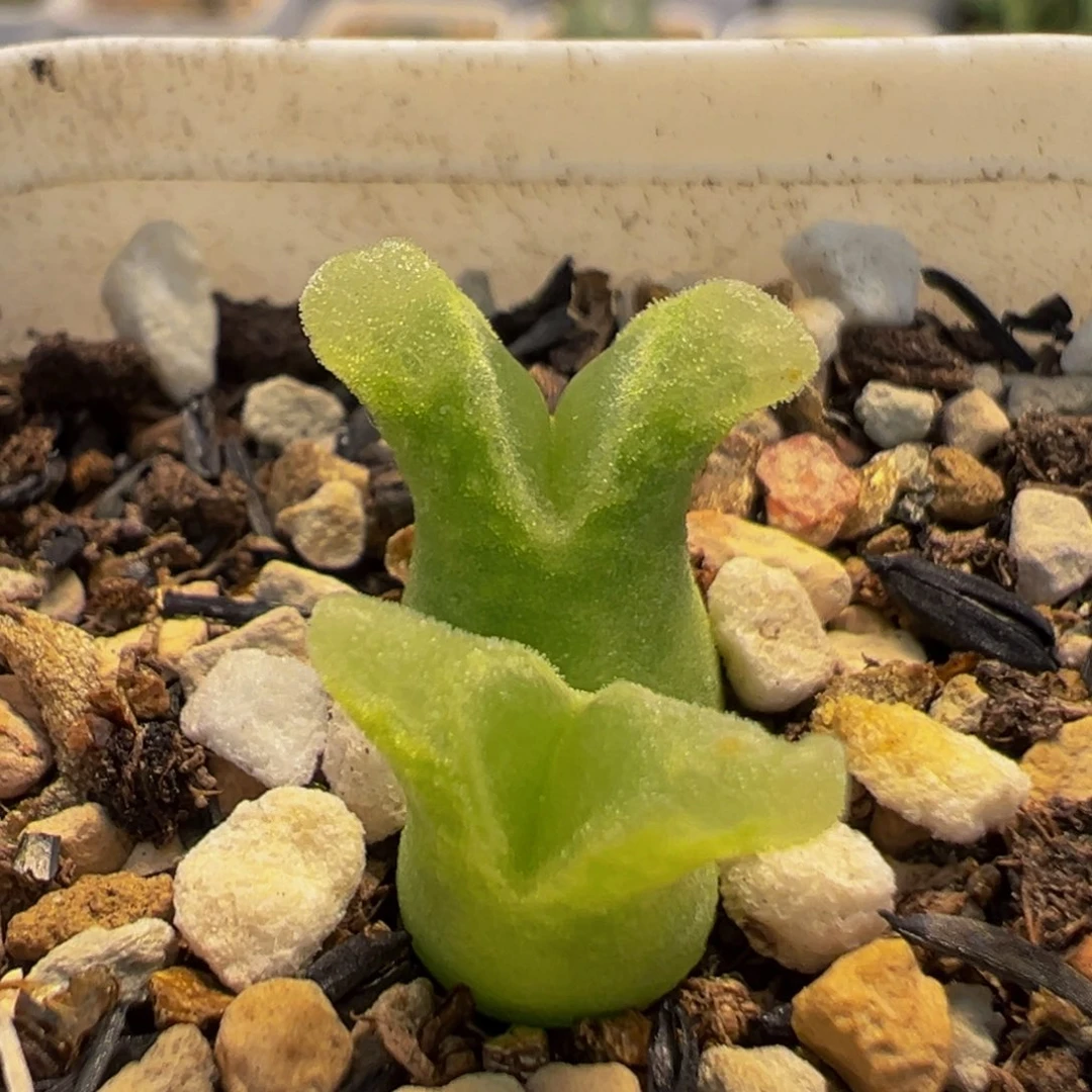 139多肉植物百科植物