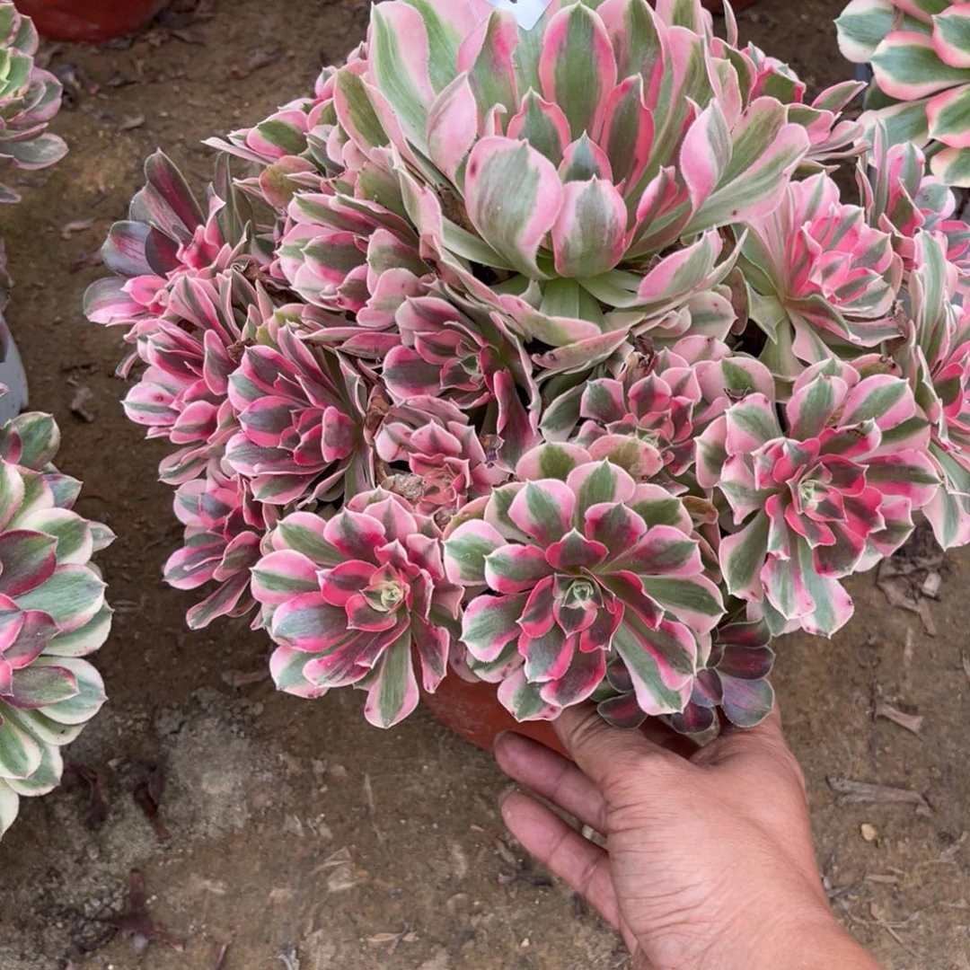 11-15-45布加迪法师锦