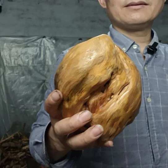 正***一稳定木高山 檬子木文玩料