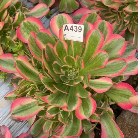 多肉植物七彩石捧花