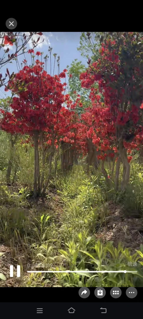 鸡血红丛林老桩映山红