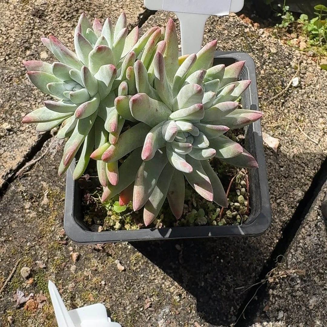 心****多肉植物仙女杯1216141