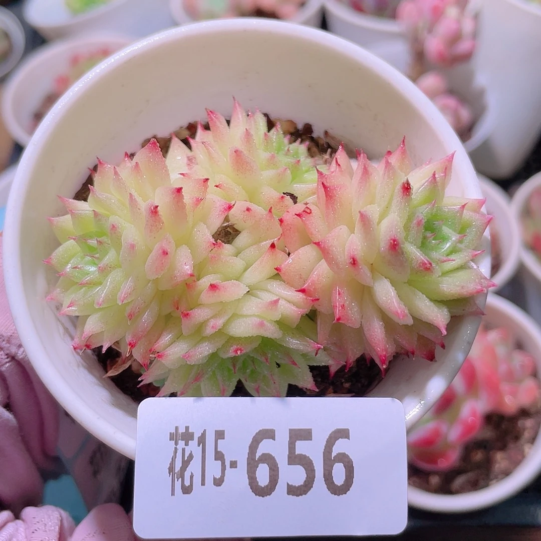 花利美15-656麦秆群