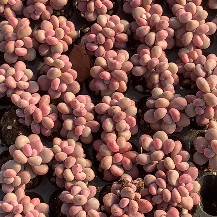 桃蛋双头 10颗  包邮