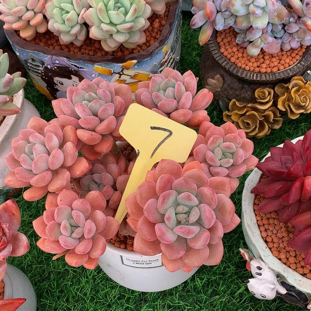 岁***?白鹭多肉植物6262727