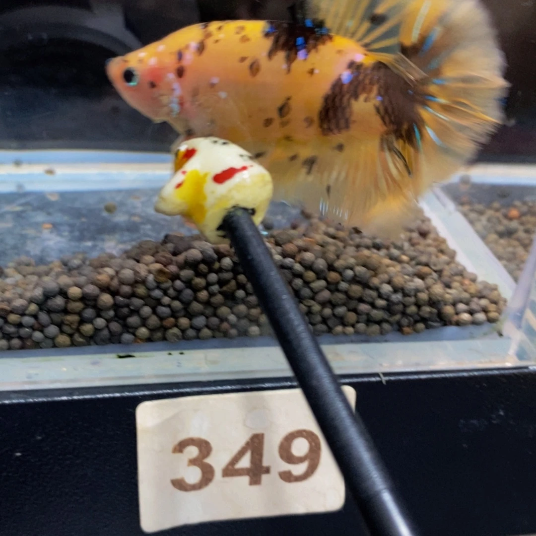 斗鱼349巨斗11星级1