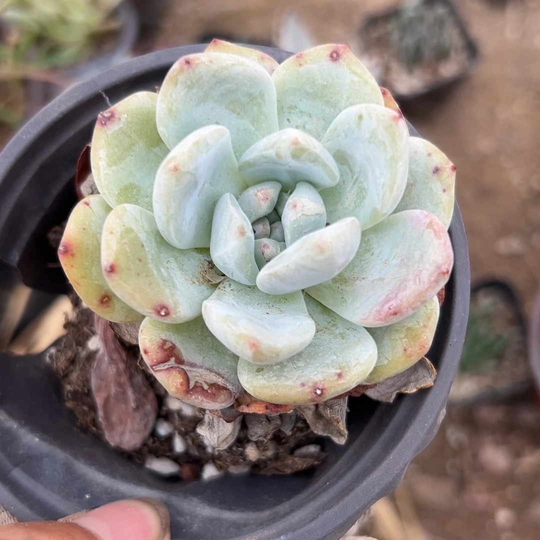 富呃呃呃呃呃呃呃呃呃呃呃呃呃呃呃呃