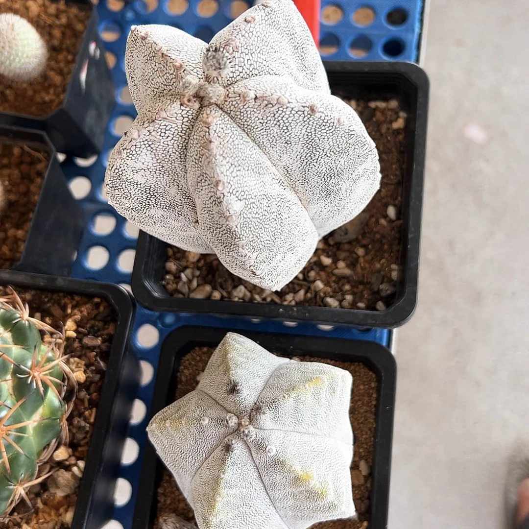 钛***间落地自根恩冢5公分以上