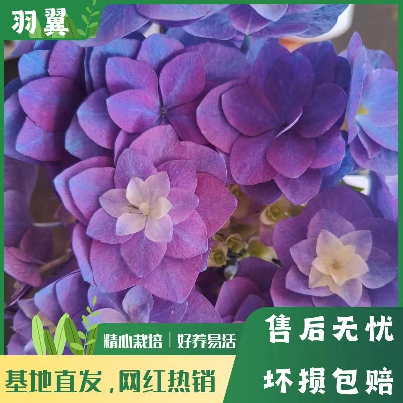 【羽翼】A级蓝紫色绣球花 带花带花苞 爆销热款 老桩包邮 基地直发