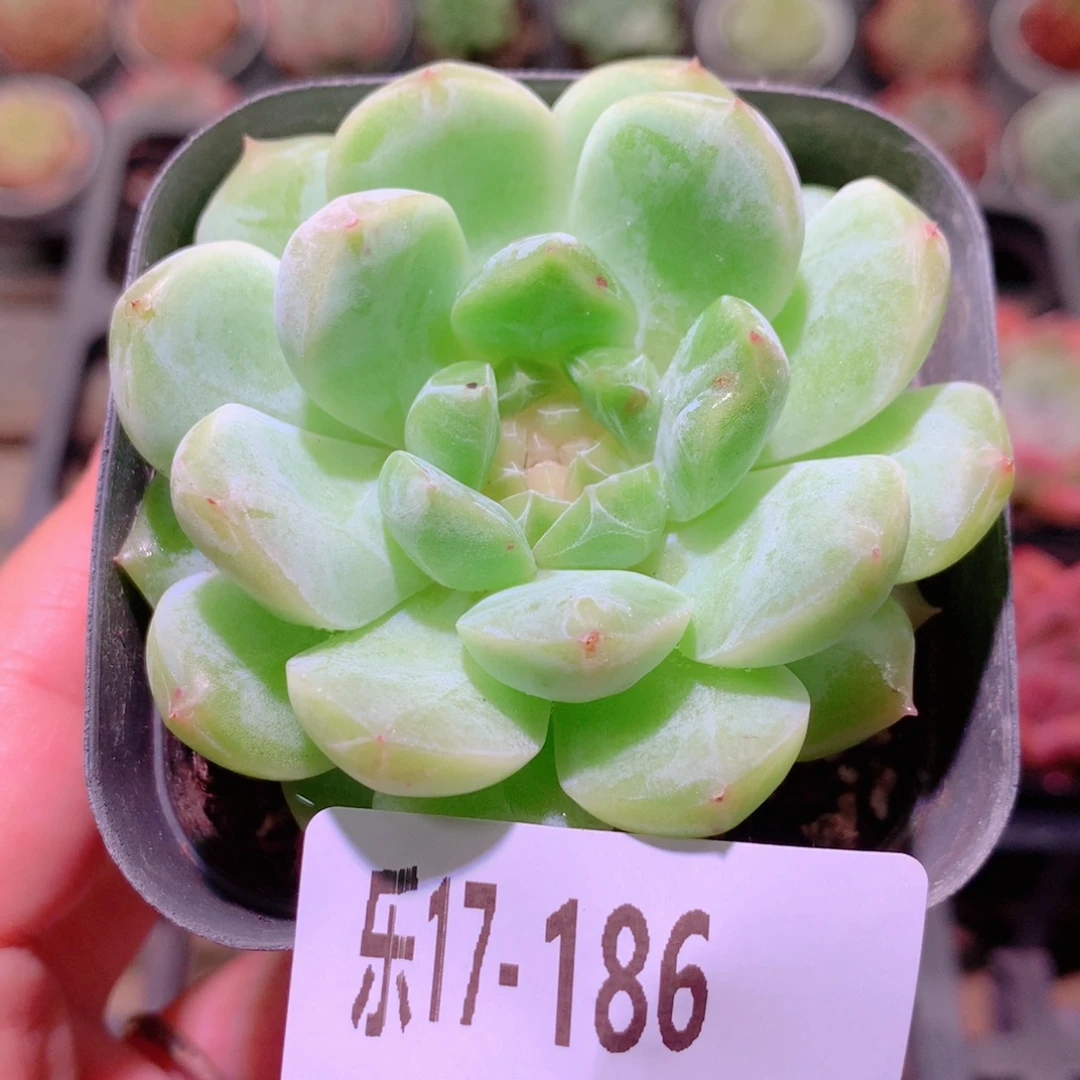 乐然17-186 新品单头