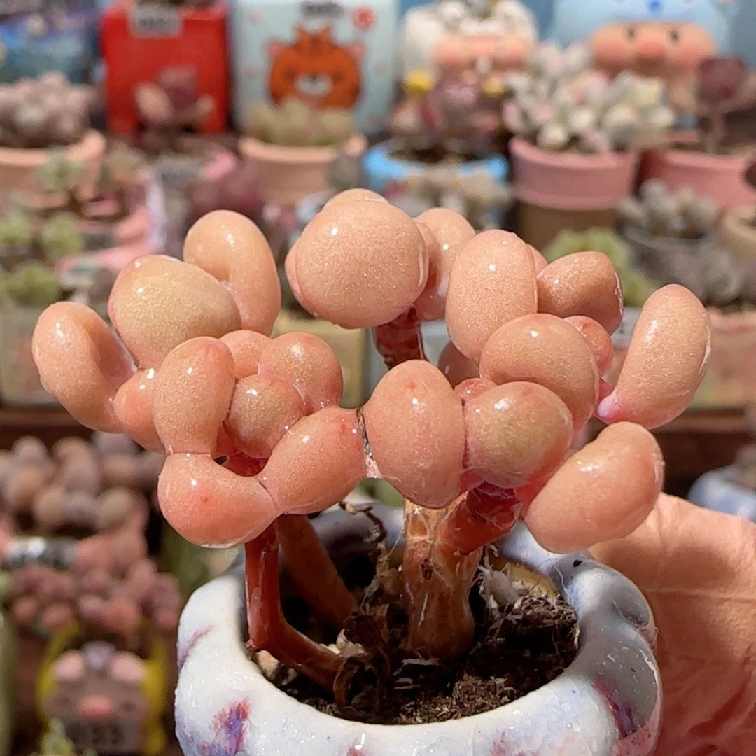 手捧桃蛋 盆口2.5cm