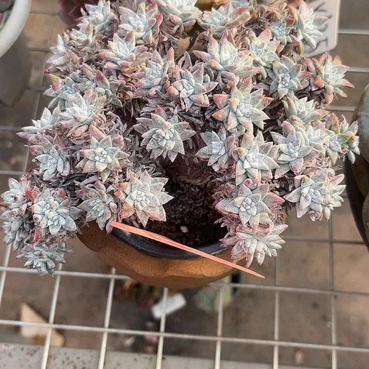 两单包邮，一物一483白菊