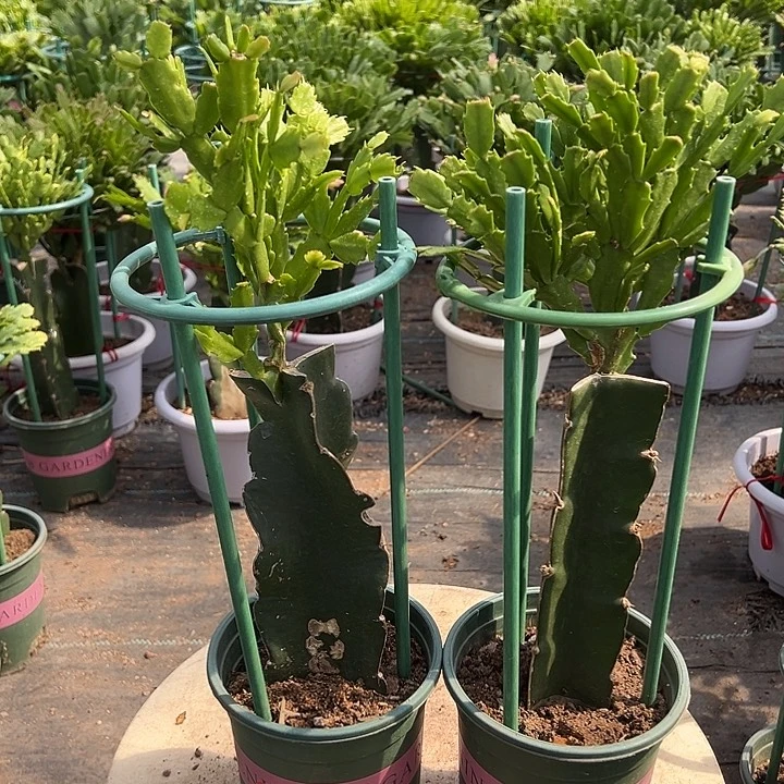 我***里2228+052两颗瑕疵苗3077