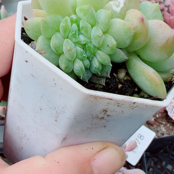 白恋缀多肉植物1588