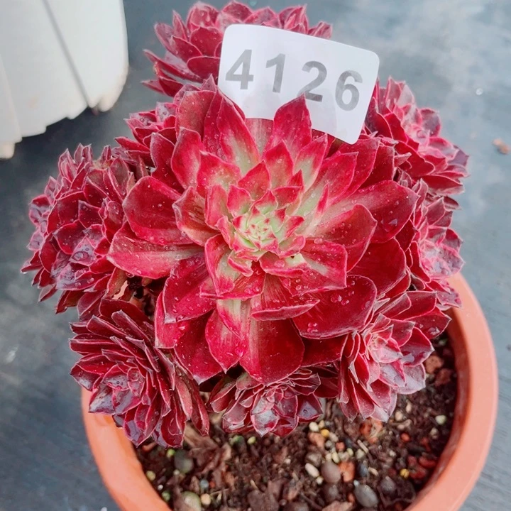 新品半夏特价多肉