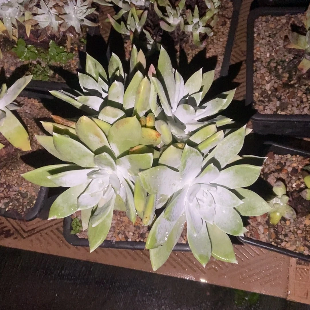赛丽娜多肉植物啦啦啦