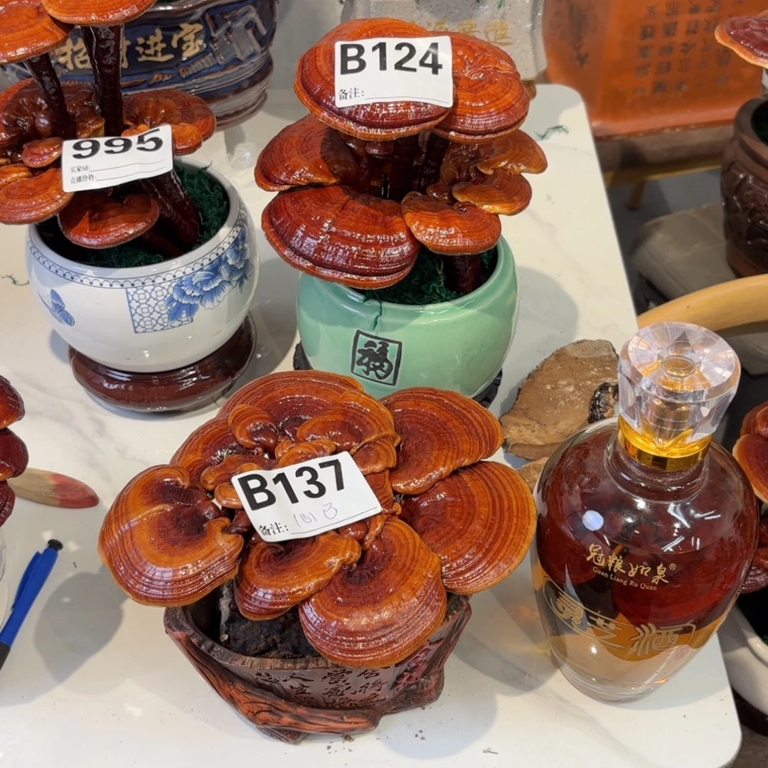 *****灵芝888888888888888888