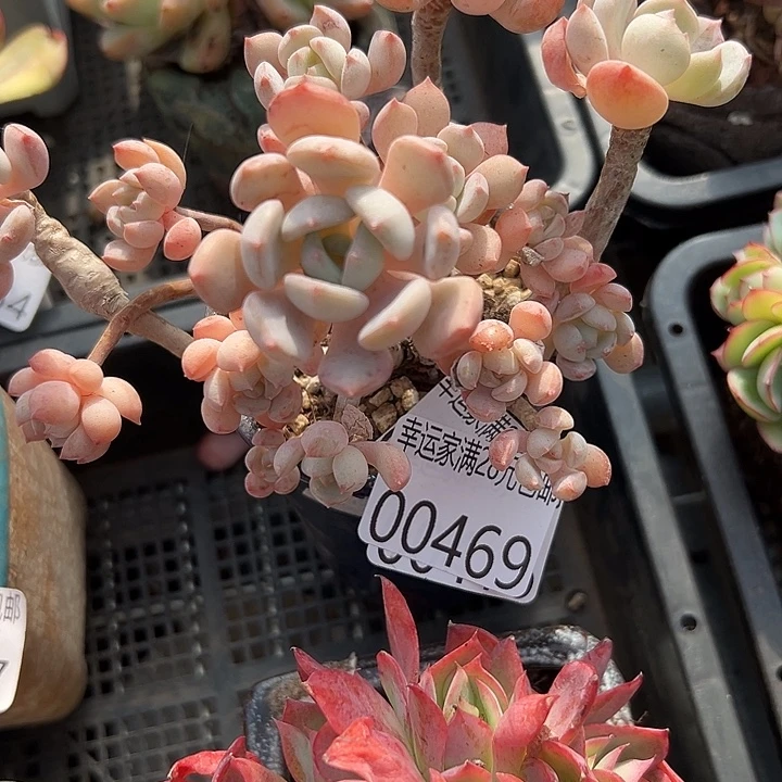 幸运的是我还没遇到你的