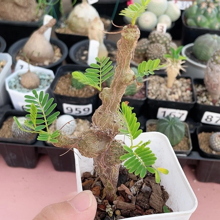 849沙漠苏木块根