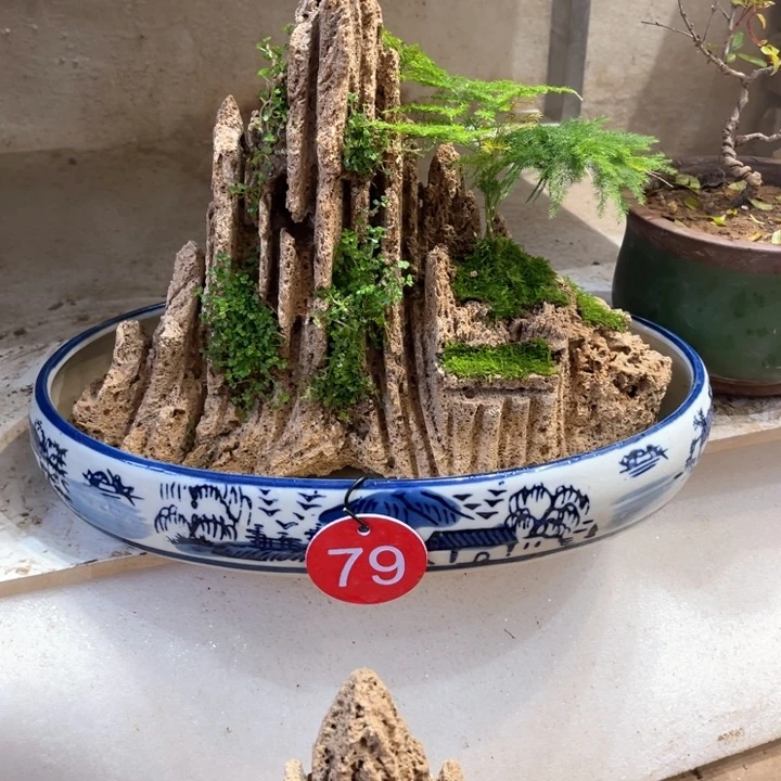 当前无花朵，栽培后可花朵瑩