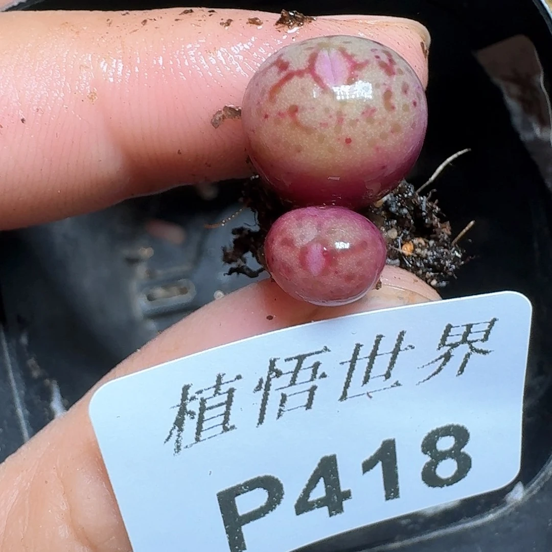 418号多肉植物哇f v