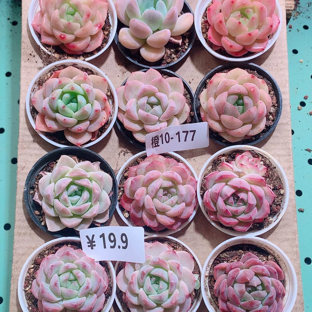 10-177一物一拍带盆18颗