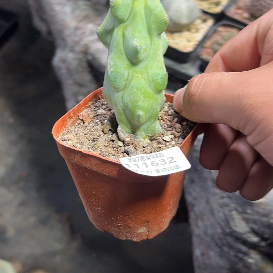 则***丞111632一物一拍单头发货