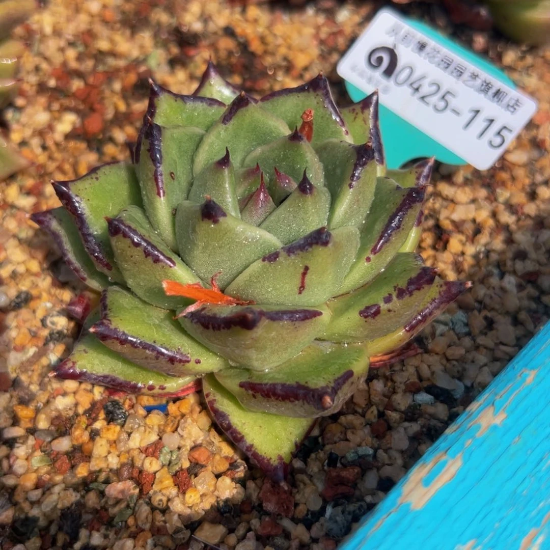 多肉一物一拍0425-115