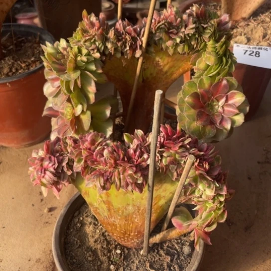 728，抹茶缀，倾城缀包邮