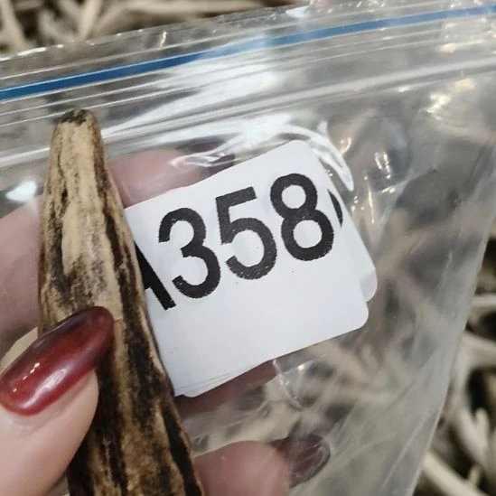 熊****鹿角鹿角鹿角鹿角鹿鹿