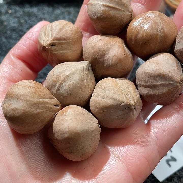 张***人橄榄核吊坠2.5✖️2.5